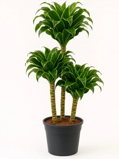 Dracaena Dorado 3 Kök 110 cm -  Salonofisbitkileri - Lalezar Botanik