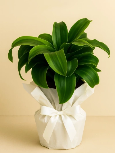Dracaena Dorado Tek Kök Hediye Paketli Dracaena Dorado Tek Kök Hediye Paketli -  Salonofisbitkileri - Lalezar Botanik