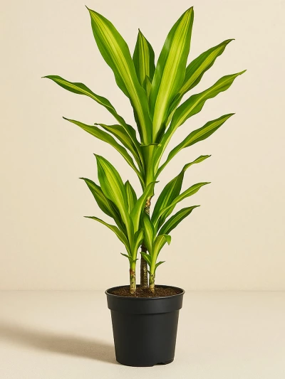 Dracaena Fragrans Cintho 3 Kök 110 cm -  Salonofisbitkileri - Lalezar Botanik