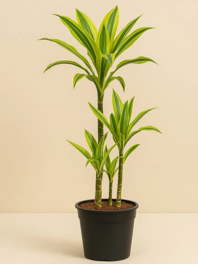 Dracaena Fragrans Cintho 4 Kök 160 cm -  Salonofisbitkileri - Lalezar Botanik