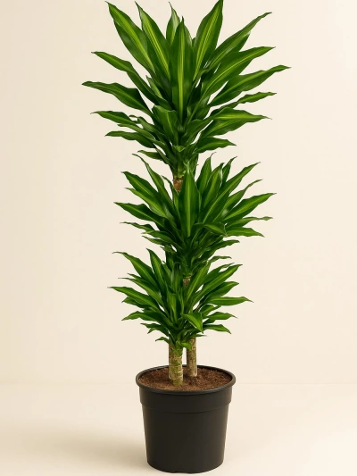 Dracaena Fragrans Cintho Anaç 140 cm -  Salonofisbitkileri - Lalezar Botanik