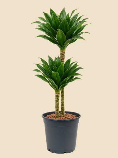 Dracaena Fragrans Compacta 2 Kök 90 cm -  Salonofisbitkileri - Lalezar Botanik
