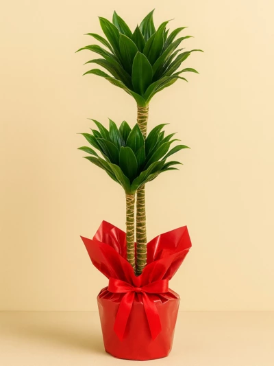 Dracaena Fragrans Compacta 2 Kök 90 cm Hediye Paketli Dracaena Fragrans Compacta 2 Kök 90 cm Hediye Paketli -  Salonofisbitkileri - Lalezar Botanik
