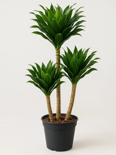 Dracaena Fragrans Compacta 3 Kök 110 cm -  Salonofisbitkileri - Lalezar Botanik