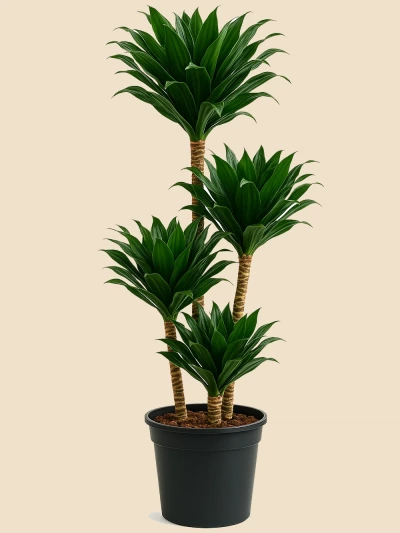 Dracaena Fragrans Compacta 4 Kök 160 cm -  Salonofisbitkileri - Lalezar Botanik