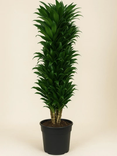 Dracaena Fragrans Compacta Anaç 140 cm -  Salonofisbitkileri - Lalezar Botanik