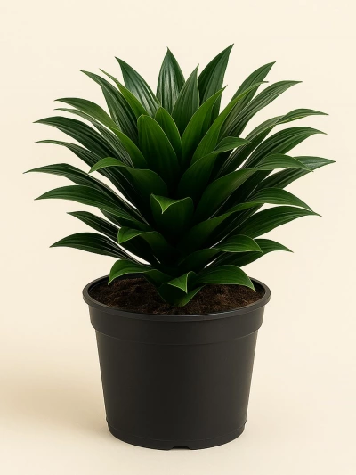 Dracaena Fragrans Compacta Tek Gövde -  Salonofisbitkileri - Lalezar Botanik