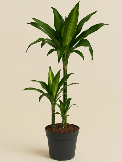 Dracaena Fragrans Janet 3 Kök 110 cm -  Salonofisbitkileri - Lalezar Botanik