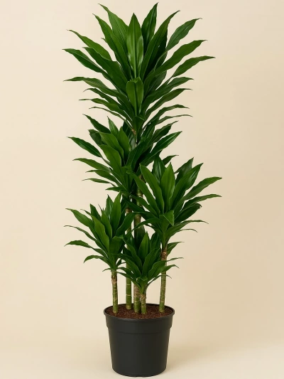 Dracaena Fragrans Janet 5 Kök 190 cm -  Salonofisbitkileri - Lalezar Botanik