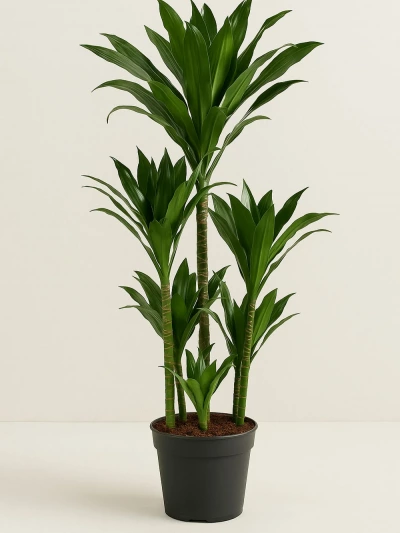 Dracaena Fragrans Janet 6 Kök 200 cm -  Salonofisbitkileri - Lalezar Botanik