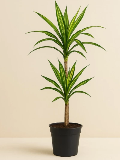 Dracaena Fragrans Riki 2 Kök 80 cm -  Salonofisbitkileri - Lalezar Botanik