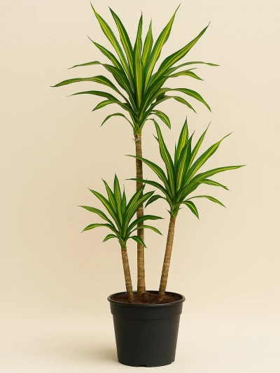 Dracaena Fragrans Riki 3 Kök 110 cm -  Salonofisbitkileri - Lalezar Botanik