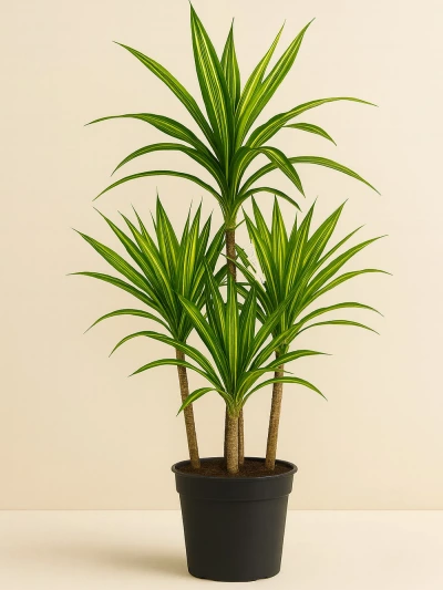 Dracaena Fragrans Riki 4 Kök 160 cm -  Salonofisbitkileri - Lalezar Botanik