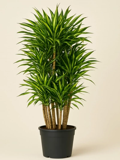 Dracaena Fragrans Riki Anaç 140 cm -  Salonofisbitkileri - Lalezar Botanik