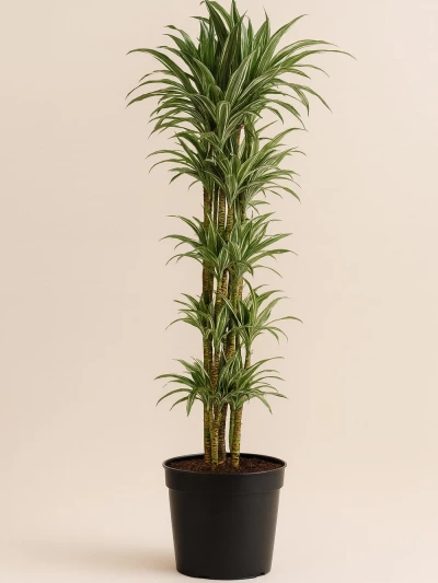 Dracaena Fragrans Warneckii Anaç 140 cm -  Salonofisbitkileri - Lalezar Botanik