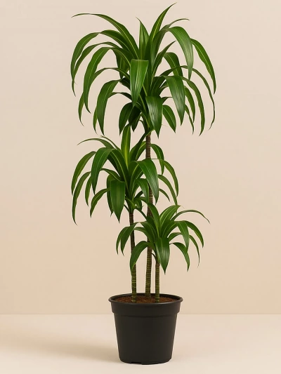 Dracaena Hawaiian Sunshine 3 Kök 110 cm -  Salonofisbitkileri - Lalezar Botanik