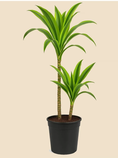 Dracaena Leman Lime 2 Kök 90 cm -  Salonofisbitkileri - Lalezar Botanik