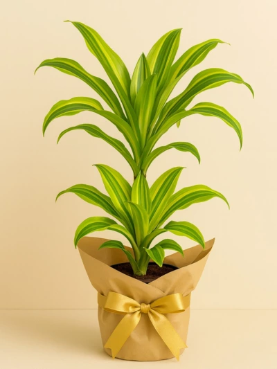 Dracaena Leman Lime 2 Kök 90 cm Hediye Paketli -  Salonofisbitkileri - Lalezar Botanik