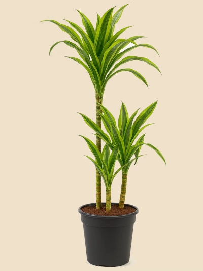 Dracaena Leman Lime 3 Kök 110 cm -  Salonofisbitkileri - Lalezar Botanik