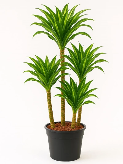 Dracaena Leman Lime 4 Kök 160 cm -  Salonofisbitkileri - Lalezar Botanik