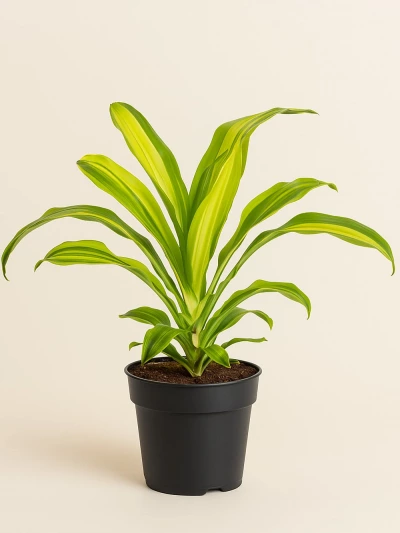 Dracaena Lemon Lime Tek Kök -  Salonofisbitkileri - Lalezar Botanik