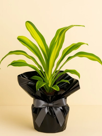 Dracaena Lemon Lime Tek Kök Hediye Paketli -  Salonofisbitkileri - Lalezar Botanik