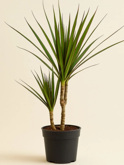 Dracaena Marginata 2 Kök 90 cm -  Salonofisbitkileri - Lalezar Botanik