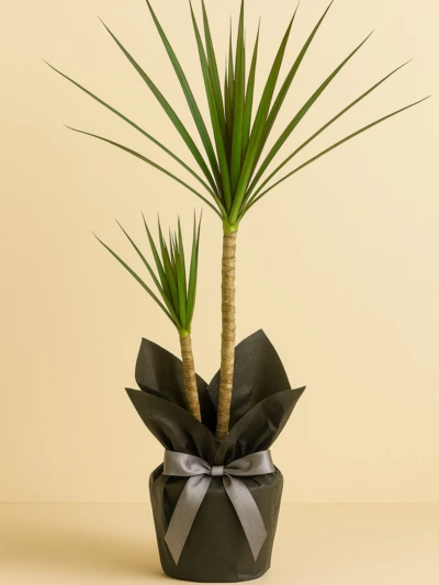Dracaena Marginata 2 Kök 90 cm Hediye Paketli -  Salonofisbitkileri - Lalezar Botanik