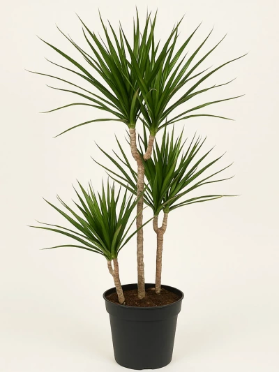 Dracaena Marginata 3 Kök 110 cm -  Salonofisbitkileri - Lalezar Botanik
