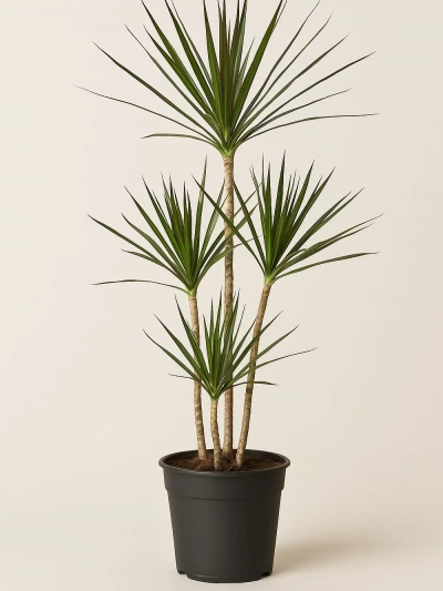 Dracaena Marginata 4 Kök 140 cm -  Salonofisbitkileri - Lalezar Botanik