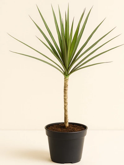 Dracaena Marginata Tek Kök -  Salonofisbitkileri - Lalezar Botanik