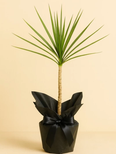 Dracaena Marginata Tek Kök Hediye Paketli -  Salonofisbitkileri - Lalezar Botanik