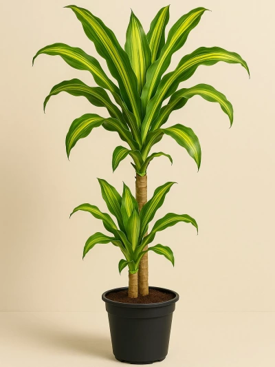 Dracaena Massengena 2 Kök 90 cm -  Salonofisbitkileri - Lalezar Botanik