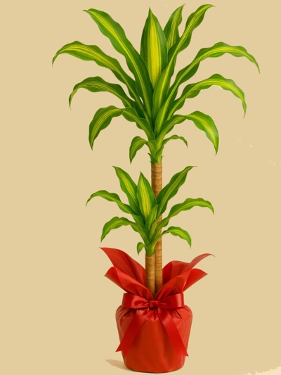 Dracaena Massengena 2 Kök 90 cm Hediye Paketli -  Salonofisbitkileri - Lalezar Botanik