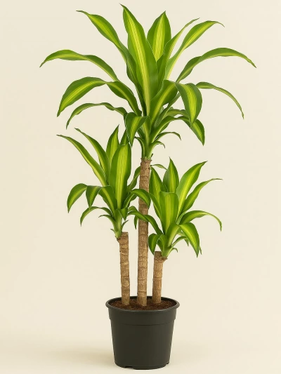Dracaena Massengena 3 Kök 110 cm -  Salonofisbitkileri - Lalezar Botanik