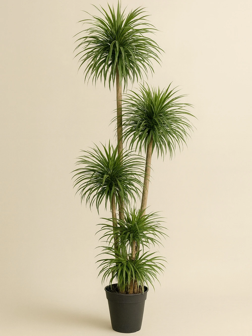 Dracaena Reflexa Anita 150 cm -  Salonofisbitkileri - Lalezar Botanik