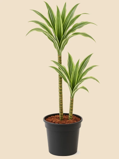 Dracaena Warneckii 2 Kök 90 cm -  Salonofisbitkileri - Lalezar Botanik