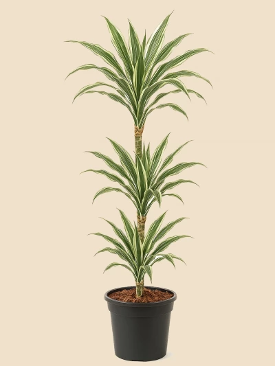 Dracaena Warneckii 3 Kök 110 cm -  Salonofisbitkileri - Lalezar Botanik