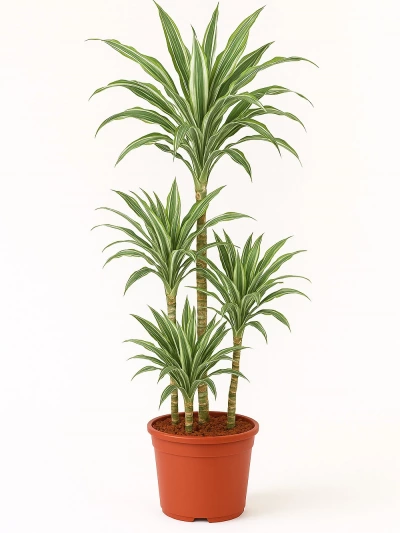 Dracaena Warneckii 4 Kök 160 cm -  Salonofisbitkileri - Lalezar Botanik