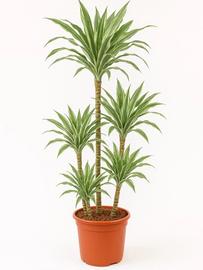 Dracaena Warneckii 5 Kök 160 cm -  Salonofisbitkileri - Lalezar Botanik