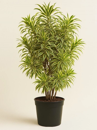 Draceaena Song Of India Anaç 160 cm -  Salonofisbitkileri - Lalezar Botanik