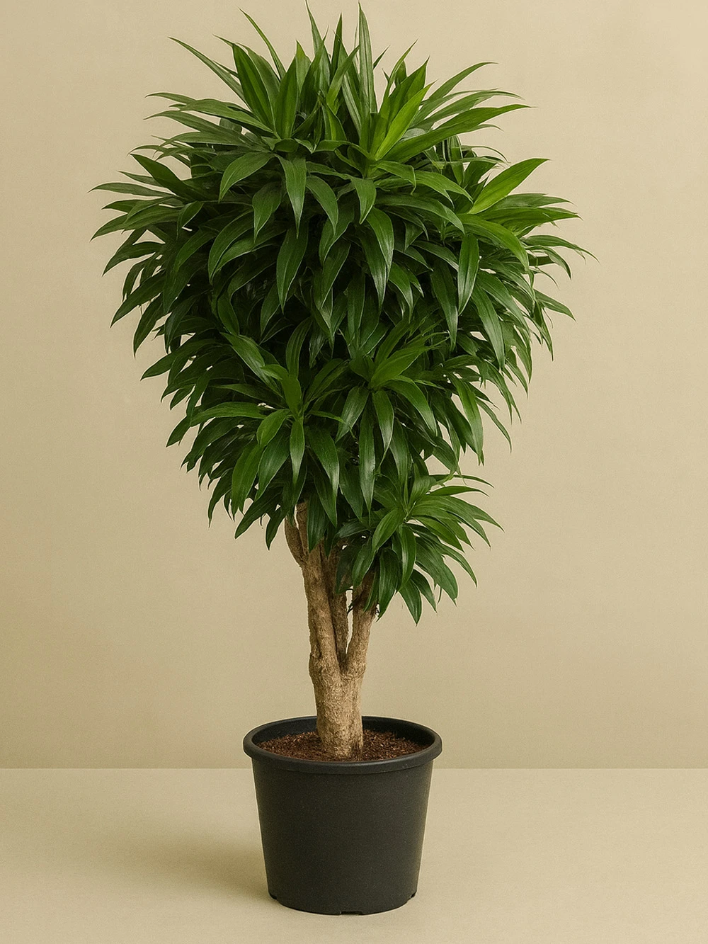 Draceaena Song Of Jamaica Anaç 160 cm -  Salonofisbitkileri - Lalezar Botanik