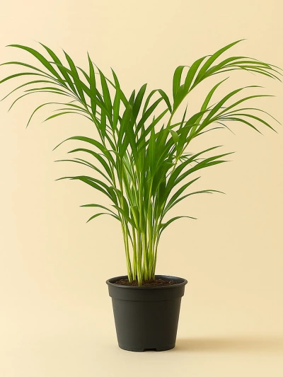 Dypsis lutescens - Areca Palmiyesi 90 cm -  Salonofisbitkileri - Lalezar Botanik