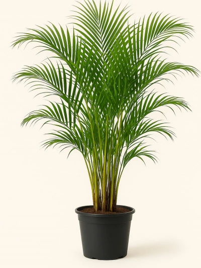 Dypsis lutescens - Areca Palmiyesi 110 cm -  Salonofisbitkileri - Lalezar Botanik
