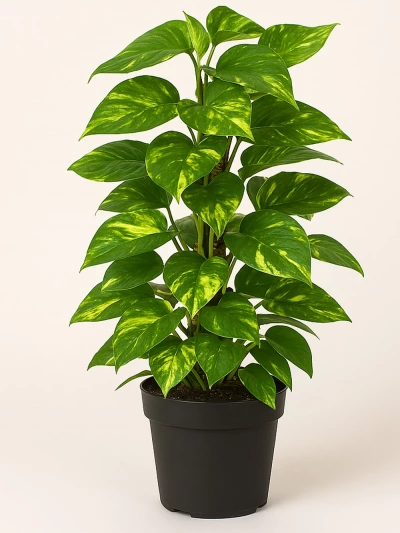 Epipremnum Aureum - Patos 90 cm -  Salonofisbitkileri - Lalezar Botanik
