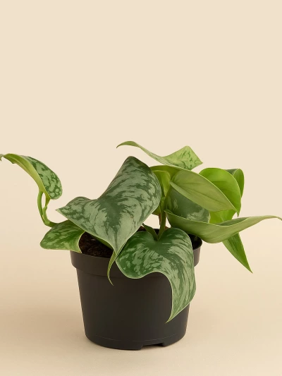 Epipremnum Trebie -  Salonofisbitkileri - Lalezar Botanik