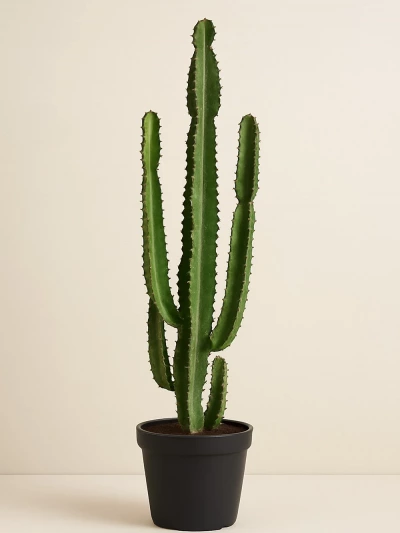Euphorbia Ingens 120 -  Salonofisbitkileri - Lalezar Botanik