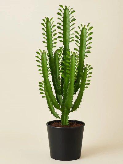 Euphorbia Trigona Afrika Süt Ağacı 100 cm -  Salonofisbitkileri - Lalezar Botanik