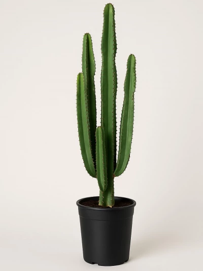 Euphorbia Ingens 100 cm -  Salonofisbitkileri - Lalezar Botanik