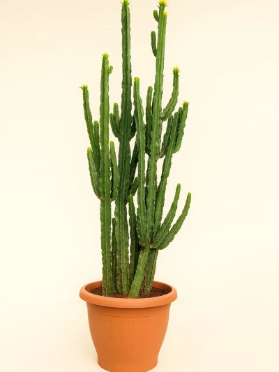 Euphorbia Ingens 270 cm -  Salonofisbitkileri - Lalezar Botanik